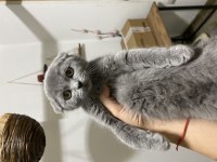 45 günlük yavru scottish fold kediler