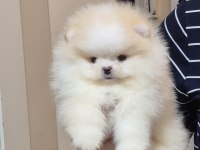 ÜST KALİTE MİNİBOY POMERANİAN BOO ERKEK