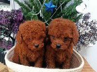SAFKAN RED BROWN TOY POODLE YAVRULARIMIZ