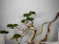 Akvaryum Dekoru Moss Ağacımız