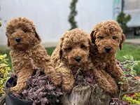 Toy Poodle Yavrularım