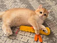 British Shorthair Golden Ny12 Yavrular