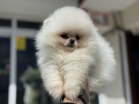 Show kalite pomeranian boo yavrularımız