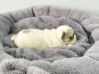 Bakmadan GEÇME UYGUN Oyuncu French Bulldog