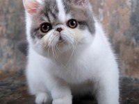 Cfa Şecereli Exotic Shorthair Erkek