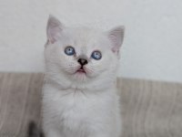 Kedimiz Lokum un 4 adet british shorthair yavrusu