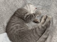 Scottish fold erkek yavru kedimiz