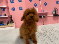 ORJİNAL TOY POODLE YETİŞKİN YAVRU