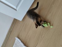 3 Aylık British Shorthair Erkek Black Gold