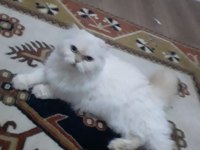 İran kedisi red point