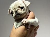Egzotik beyaz pug mops erkek bebek
