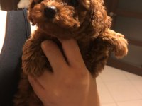 SON KALAN TOY POODLE ERKEK