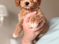 Maltipoo Yavrular Aşılı İç Ve Dış Parazit Yapıldı