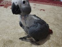 Yavru jako papağanı 2 aylık