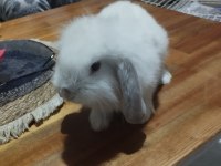 Lop tavşanı fırsat