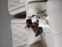 Shih Tzu 2 erkek yavru