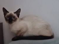 SİYAM KEDİMİZE ACİL YUVA ARANIYOR