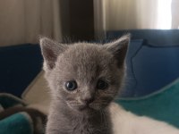 Anne baba orjinal british shorthair