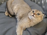 Scottish Fold Yavru