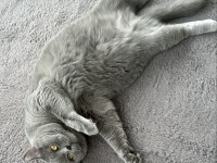 British shorthair erkek kısır