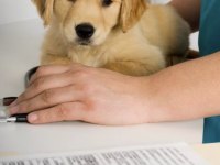 Çok Akıllı Yavru Macar Golden Retriever