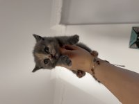 British Shorthair Dişi Yavru