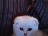 Orgin Irk Scottish Fold