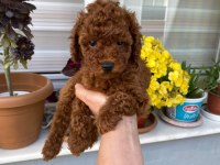 Tüy Dökmeyen Aşılı Ve Pet Eğitimli Poodle Yavrum