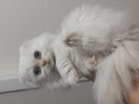 İran kedisi 2,5 aylık