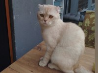 Uysal Erkek Kedimiz