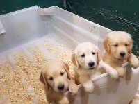 Safkan Golden Retriever Yavrular