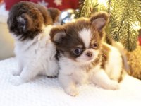 Safkan Mini Chihuahua Yavrularımız
