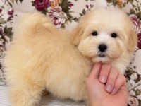 BONCUK GİBİ MALTİPOO KÖPEĞİ