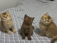British Shorthair Yavrularımız
