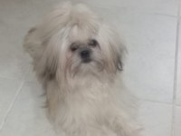 Ücretsiz şitsu köpeğimiz
