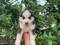 Sibirya husky yavrularımız