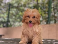 Poodle Kalite Maltipoo Yavrular