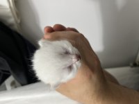 REZERVE BLUE POİNT SHORT LONGHAİR KEDİLER