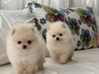 Mersin Pomeranian Boo Mini Köpeği