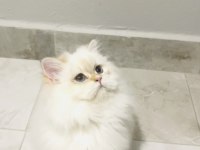 By1133 dişi 5 aylık british longhair