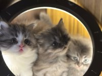 BRİTİSH LONGHAİR KEDİSİ