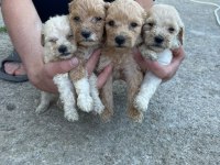 MALTİPOO YAVRULAR