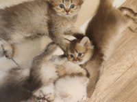 Scottish fold yavrularımızı sahiplendiriyoruz