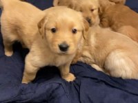 Golden Retriever Yavrular Gelip Görerek Alabilirsiniz