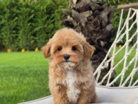 Akıllı ve Tüy Dökmeyen Karakteriyle Maltipoo Yavrusu