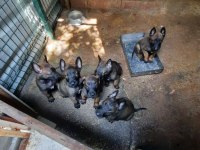 MALİNOİS YAVRU KÖPEKLER