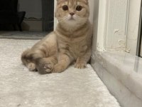 Uysal çok tatlı scottish fold