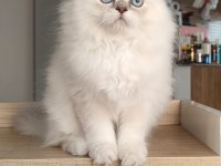 British Longhair Kedilerim