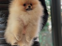 Safkan orjinal scr ayı surat pomeranian boo yavrular