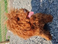 Kıvırcık tüylü Toy Poodle ve Maltipoo yavrular
